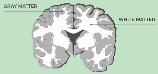 Blog placeholder image for Grey Matter vs White Matter